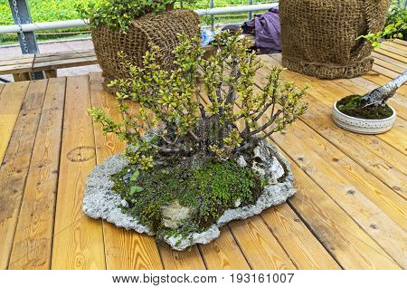 Chaenomeles japonica - Bonsai in the style of 