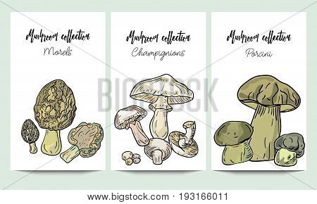 Vertical Vector Banners Of Hand Drawn Mushrooms Collection. Morels, Porcini, Champignions. An Idea F