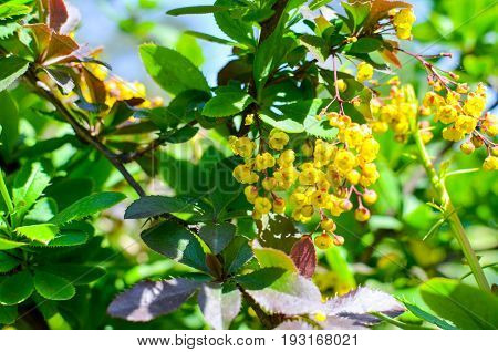 Yellow Flowers Of Barberries Ilicifolia On Bush