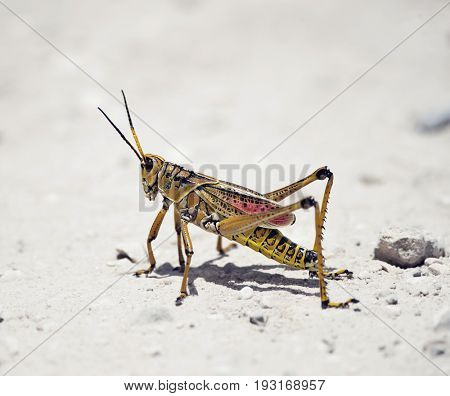 Southeastern Lubber Grasshopper walking on a road