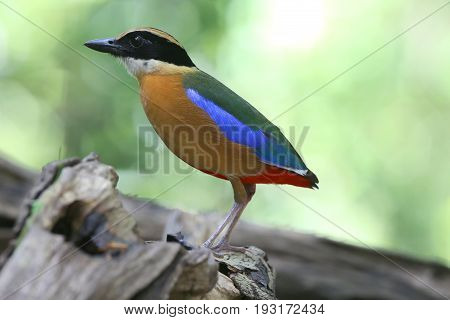 Bird of Thailand in nature Blue-winged Pitta (Pitta moluccensis)