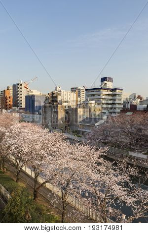 Cherry blossom or Sakura (Somei Yoshino) in Tokyo Japan .