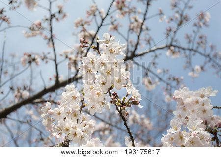 Cherry blossom or Sakura (Somei Yoshino) in Tokyo Japan.