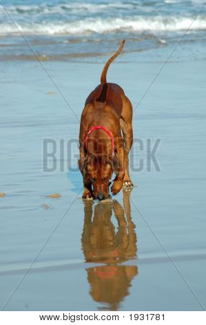 Hund sniffa