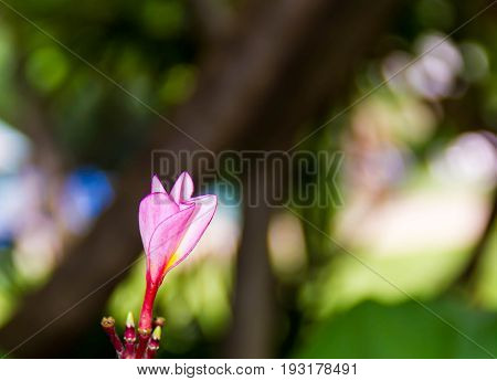 Purple hibiscus flower and blurry tree background