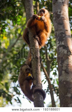 Monkey(s) at the Monkey Islands, Tambopata, Peru