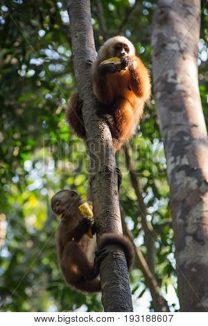 Monkey(s) at the Monkey Islands, Tambopata, Peru
