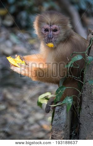 Monkey(s) at the Monkey Islands, Tambopata, Peru