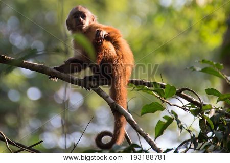 Monkey(s) at the Monkey Islands, Tambopata, Peru