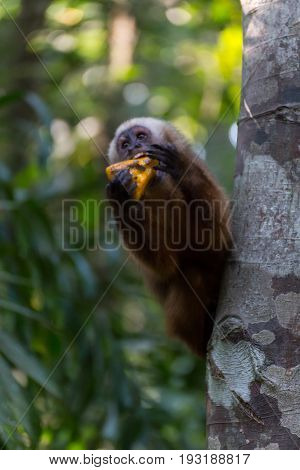 Monkey(s) at the Monkey Islands, Tambopata, Peru