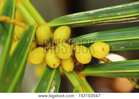 Betel parm on tree with the nature