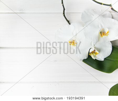 Large flowers white orchids on a wooden white background