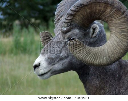 Pecoroni cornuti Ram