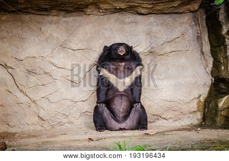 Asian black bear (Ursus thibetanus) in Zoo