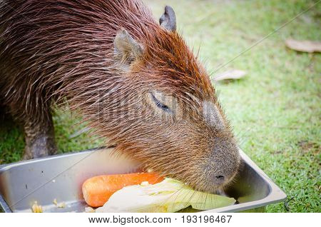 Capybara