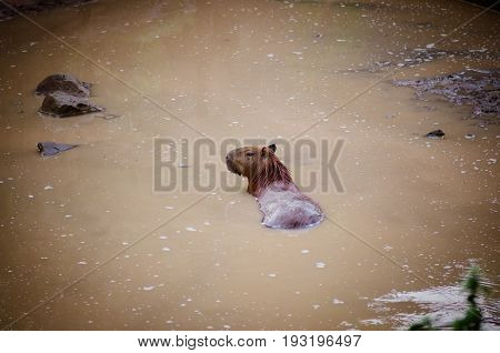 Capybara