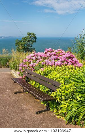 A bench in a cozy place on the high seashore. Near beautiful and lush flowering hydrangea bush. Babbacombe. Devon. England