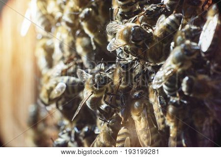 Macro shot of honey bee swarm on apiary working producing nature insects bee house beehive concept.