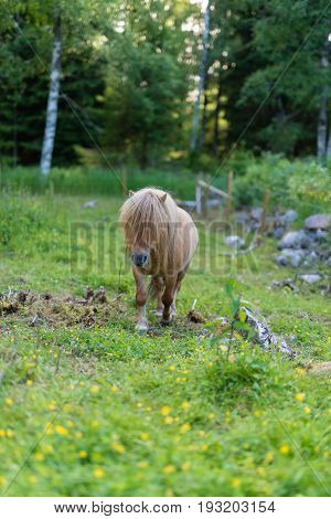 A little shetland pony walking on green grass