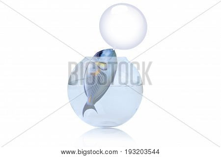 illustration of parrot fish trying to escape from jail
