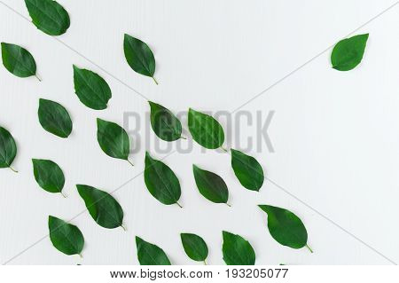 Green leaves pattern on white background with one leave aside