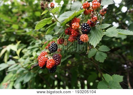 Blackberries ripen on thornless blackberry plants in a garden in Joliet, Illinois during July.