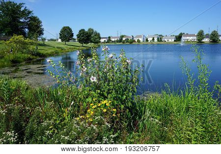 Halberd-leaved rose mallow (Hibiscus laevis) blooms on the edge of a small lake in Joliet, Illinois during August.
