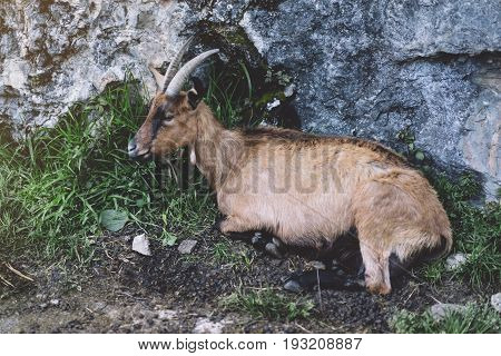 Goat red a brown color look in a chamber on background landscape аlpine mountain in nature country flock wool kid animal villag farmland close up