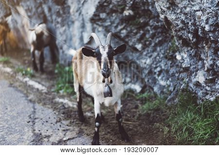 Goat red a brown color look in a chamber on background landscape аlpine mountain in nature country flock wool kid animal villag farmland close up