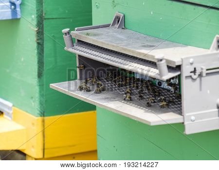 Bees Fly At The Entrance To The Hive. Tray Of The Hive. Hole Entrance To The Hive.