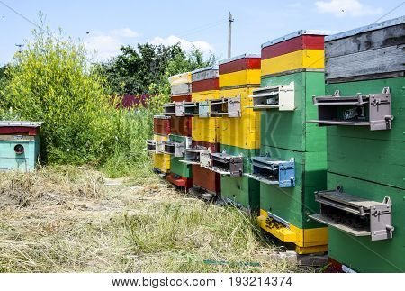 Beehive Beehives In The Apiary. Growing Bees To Get Honey. Bee Houses