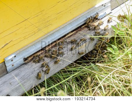 Bees Fly At The Entrance To The Hive. Tray Of The Hive. Hole Entrance To The Hive.