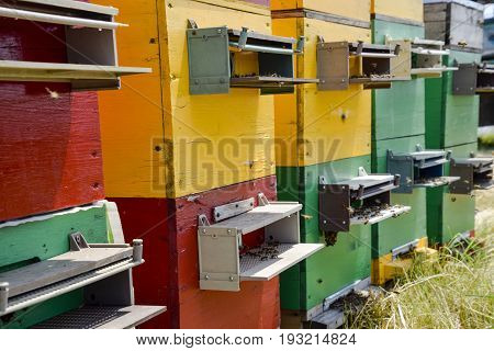 Beehive Beehives In The Apiary. Growing Bees To Get Honey. Bee Houses