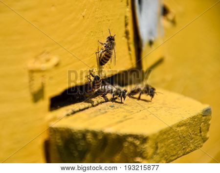 Bees Fly At The Entrance To The Hive. Tray Of The Hive. Hole Entrance To The Hive.
