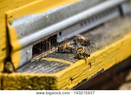 Bees Fly At The Entrance To The Hive. Tray Of The Hive. Hole Entrance To The Hive.