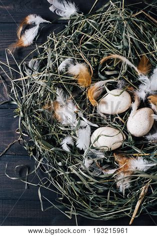 Natural unpainted chicken eggs with bright feathers on the dry green grass in the nest on a wooden dark background of vintage boards close-up easter eggs top view