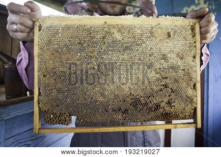 Master beekeeper holding in hands Bee honeycombs of wax in a wooden frame of a beehive full of tasty yellow May honey flower sealed with wax