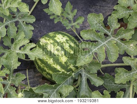Green Watermelon In The Vegetable Garden Of A Farmer In The Medi