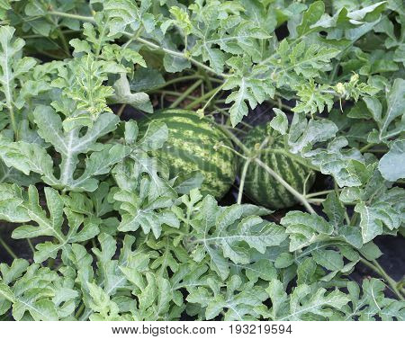 Watermelon In The Garden Of A Farmer In The Mediterranean Countr