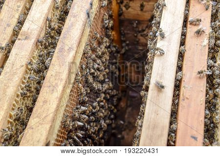 Open Bee Hive. Plank With Honeycomb In The Hive. The Bees Crawl Along The Hive. Honey Bee.