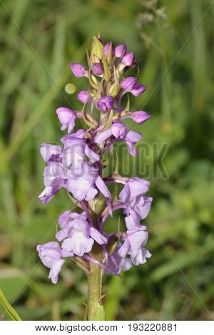 Common Fragrant Orchid - Gymnadenia conopsea in cotswold grassland
