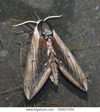 Privet Hawkmoth