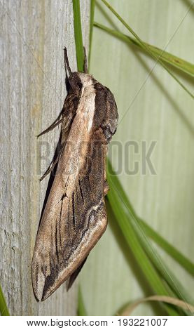 Privet Hawkmoth