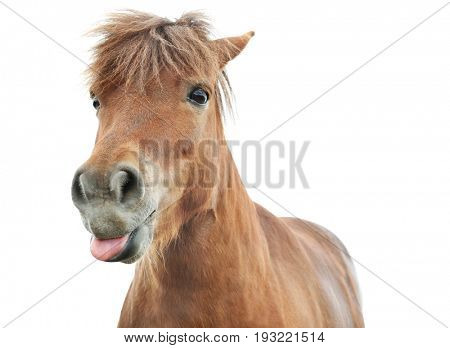 Funny domestic horse on white background, closeup