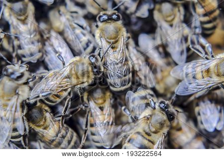 Macro Photograph Of Bees. Dance Of The Honey Bee. Bees In A Bee Hive On Honeycombs.