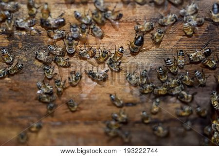 A Beehive, A View From The Inside. The Bee-hut. Honey Bee. Entrance To The Hive.