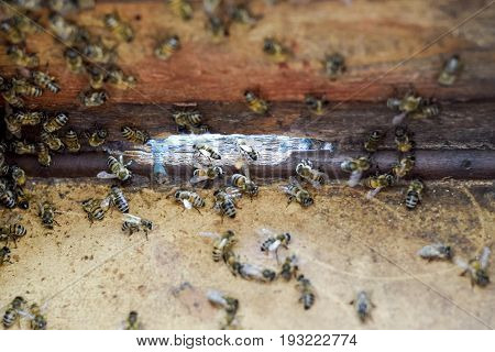 A Beehive, A View From The Inside. The Bee-hut. Honey Bee. Entrance To The Hive.