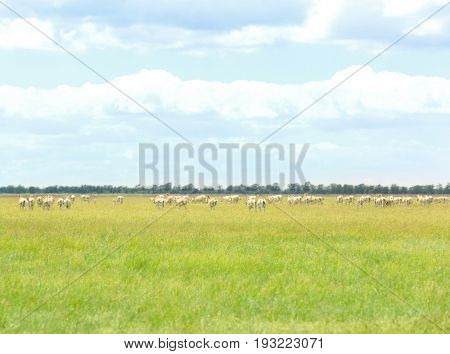 Herd of kulans in steppe on summer day