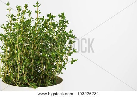 Fresh thyme herb grow in vase. Fresh organic flavoring thyme plants growing. Nature healthy flavoring thyme cooking. Ingredients for food on white background