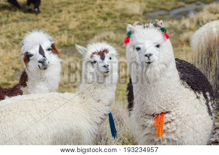 Cute llamas of Altiplano, Bolivia, South America